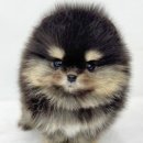 버디독 강아지분양 안심분양센터 김포점 이미지