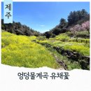 마하생태관광단지 | 서귀포 엉덩물계곡 주차장 유채꽃명소 제주중문관광단지 볼거리