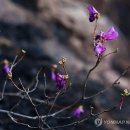 그래도 꽃 이미지