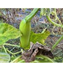 2025-09-05 농장 - 재배중인 작물들 사진입니다. 이미지