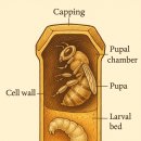 LARVA STAGE | 6-1. 수정란에서 성충까지의 전 발달과정