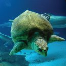 바다아리 이미지