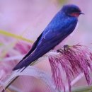 제비노래연습장 이미지