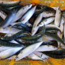 달빛좌대 이미지