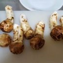 진들농장 이미지