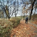 단풍과 낙옆, ＜15mm 초광각으로 ＞ㅡ 원천호수공원에서 이미지