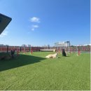 네버슬립독 이미지