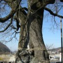 함안 영동리 회화나무 이미지