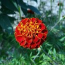 오늘의탄생화-(1월30일)﻿ 🌸 프렌치 메리골드(French marigold) 이미지