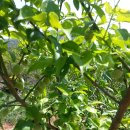 서림농장 이미지