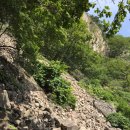 머루와 다래 이미지