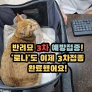 길냥이 출신'로나' 3차접종 하고왔어요.<이제 집냥이!>