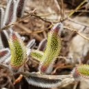 버들강아지 이미지