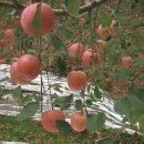 이팝나무 펜션 이미지