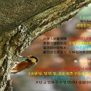 새벽-숲 이미지