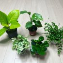 천남농장 | 키우기 쉬운 식물 히메 몬스테라 키우기, 화분 분갈이 방법