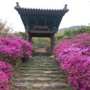 공지취소:174회 정기산행_비슬산(4월 19일 일요일) 이미지