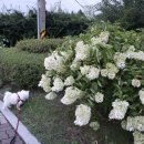 경안천 운학동 이미지