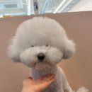 꿈꾸는개 이미지