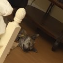 (주)데어리랜드 | [캐나다 워킹홀리데이 in 밴쿠버] 밴쿠버관광하기 UBC, 스패니시뱅크비치