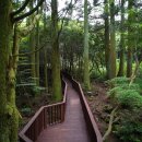 치유의 숲 이미지