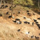 김명환농장 이미지