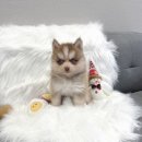 부평강아지분양 위례강아지분양 하남강아지분양 폼스키분양 폼스키입양 폼스키책임분양 포메라니안분양 포메라니안책임분양 허스키분양 허스키입양 허 이미지