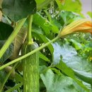 싱싱과일야채 이미지