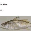 103 은민어 Perch, Silver 이미지