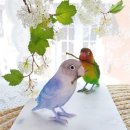 오리엔탈 이미지