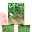 용두산농장 이미지