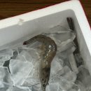 해신수산 | 대하철만 되면 꼭 주문해서 먹는 해신수산 내돈내산 후기