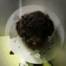 리틀쥬동물의료원 이미지