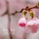 봄날 이미지