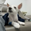 베를린 동물치과센터 이미지