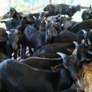 해든누리 흑염소농장 이미지