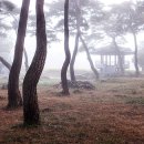 지천솔밭 이미지