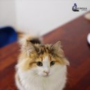 노르웨이숲 - 서산시 안견로 235 | 노르웨이숲