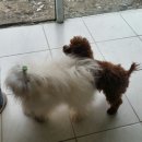 명품애견 이미지