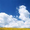 해바라기 이미지