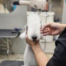 잇츠그루밍타임 서초점 이미지