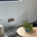 산호애견 이미지