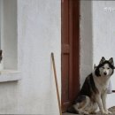 벳케어동물병원