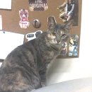 부산 동래구 충열고/충열초/혜화여고 부근 이미지