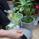 재즈벨 | 부천송내동다육이- 미니벨 다육이 방문후기 | 재활용화분과 다양한 다육이천국