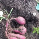 고구마 수확,했어요 고구마효능과 영양,정보 이미지