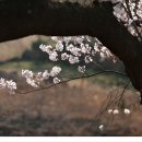 화개마을 이미지