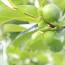 신농농장 이미지