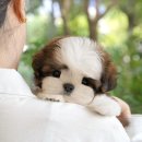 광주강아지분양 고양이분양 미유펫 본점 이미지