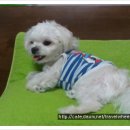 예삐